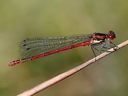 Attēlu rezultāti vaicājumam “Pyrrhosoma nymphula”