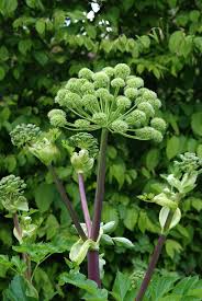 Image result for Angelica archangelica