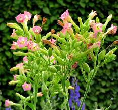 Attēlu rezultāti vaicājumam “Nicotiana tabacum flower”