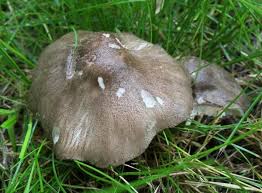 Attēlu rezultāti vaicājumam “Pluteus umbrosus”