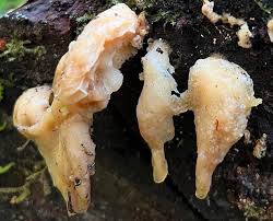 Attēlu rezultāti vaicājumam “Reticularia lobata spores”