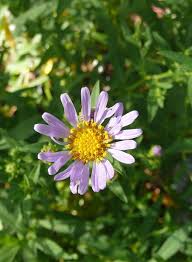 Attēlu rezultāti vaicājumam “Siphoptychium violaceum”