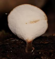 Attēlu rezultāti vaicājumam “Polyporus melanopus”