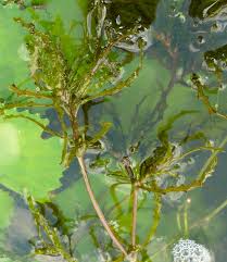 Attēlu rezultāti vaicājumam “Najas marina leaf”