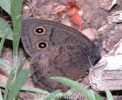 Attēlu rezultāti vaicājumam “Thecabius affinis nymph”