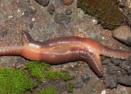 Attēlu rezultāti vaicājumam “Lumbricus terrestris”