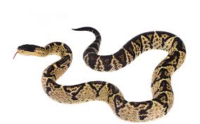 Attēlu rezultāti vaicājumam “Cephaloziella elachista macro”