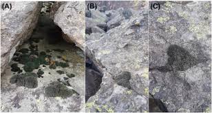 Attēlu rezultāti vaicājumam “Grimmia muehlenbeckii sporophyte”