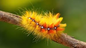 Attēlu rezultāti vaicājumam “Acronicta aceris larva”