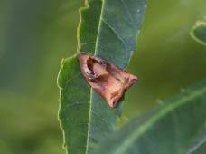 Attēlu rezultāti vaicājumam “Archips podana female”