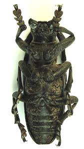 Attēlu rezultāti vaicājumam “Lamia textor”