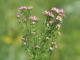 Image result for Centaurium erythraea