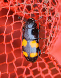 Attēlu rezultāti vaicājumam “Glischrochilus grandis”