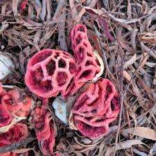 Attēlu rezultāti vaicājumam “Clathrus ruber”