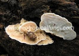 Attēlu rezultāti vaicājumam “Antrodiella”