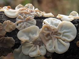 Attēlu rezultāti vaicājumam “Auricularia mesenterica”