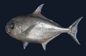 Image result for Eumegistus illustris