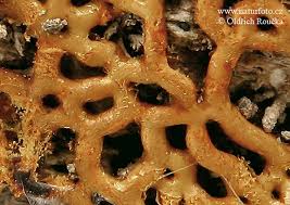 Attēlu rezultāti vaicājumam “Hemitrichia serpula”