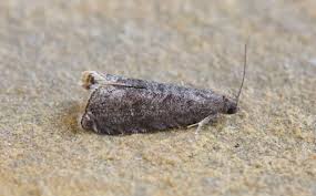 Attēlu rezultāti vaicājumam “Grapholita funebrana”