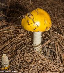 Attēlu rezultāti vaicājumam “Hemitrichia lutescens macro”