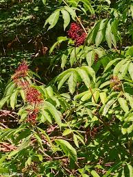 Attēlu rezultāti vaicājumam “Sambucus racemosa leaf”