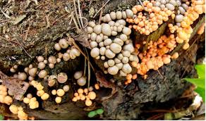 Attēlu rezultāti vaicājumam “Diderma montanum”