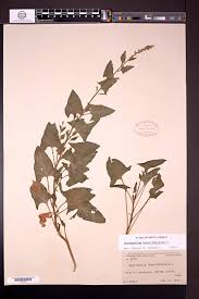 Attēlu rezultāti vaicājumam “Chenopodium bonus-henricus”