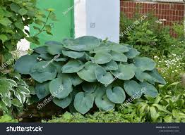 Image result for Hosta sieboldiana 'Elegans'