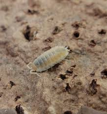 Attēlu rezultāti vaicājumam “Porcellio scaber”