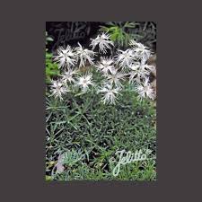 Attēlu rezultāti vaicājumam “Dianthus arenarius”