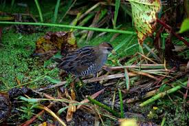 Image result for Porzana carolina