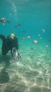 Image result for York University Sub Aqua Club