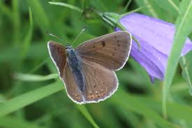 Attēlu rezultāti vaicājumam “Lycaena hippothoe underside”