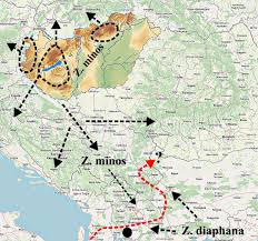 Attēlu rezultāti vaicājumam “Zygaena minos”