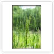 Attēlu rezultāti vaicājumam “Hordelymus europaeus leaf”