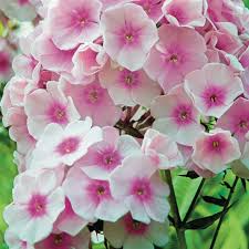 Image result for Phlox paniculata `Bright Eyes`