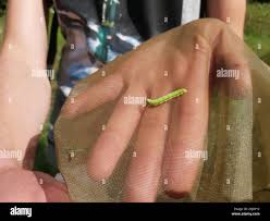 Attēlu rezultāti vaicājumam “Eucarta virgo”