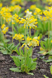 Image result for Himmelschlüssel