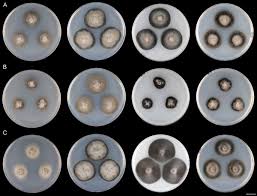 Attēlu rezultāti vaicājumam “Hyaloscypha hyalina”