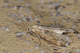 Attēlu rezultāti vaicājumam “Cataclysta lemnata”