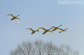 Attēlu rezultāti vaicājumam “Cygnus olor adult”