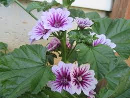 Image result for Malva sylvestris var. mauritiana