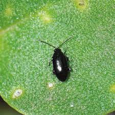 Attēlu rezultāti vaicājumam “Phyllotreta sp.”