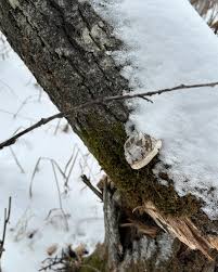 Attēlu rezultāti vaicājumam “Onnia triquetra”