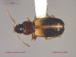 Attēlu rezultāti vaicājumam “Acupalpus flavicollis”