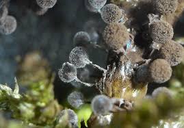 Attēlu rezultāti vaicājumam “Lamproderma gulielmae”