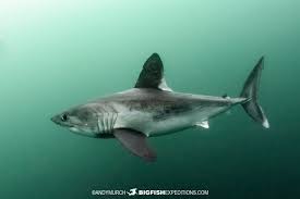 Image result for Lamna nasus