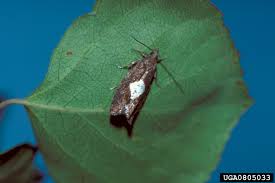 Attēlu rezultāti vaicājumam “Epinotia sordidana”