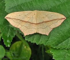 Attēlu rezultāti vaicājumam “Timandra comae”