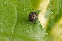 Attēlu rezultāti vaicājumam “Cytilus sericeus”